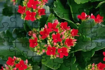 (121) Flores