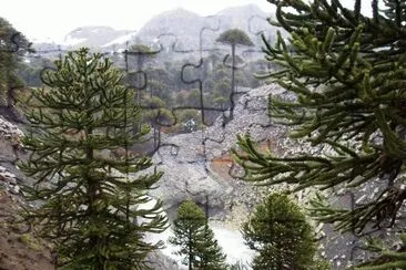araucarias neuquinas