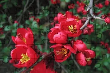 imagens jigsaw puzzle