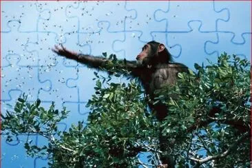 CHIMPANCE jigsaw puzzle