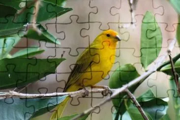 Canário da Terra jigsaw puzzle