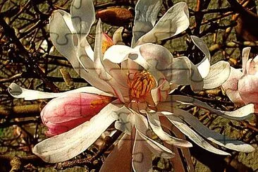 magnolia jigsaw puzzle