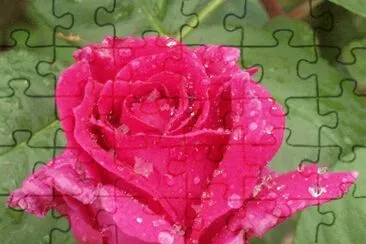 rose in the rain jigsaw puzzle