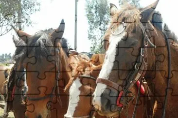 Fotos de animais de conhecidos e familiares