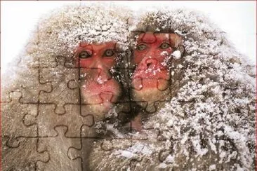 CHANGOS FRIOLENTOS jigsaw puzzle