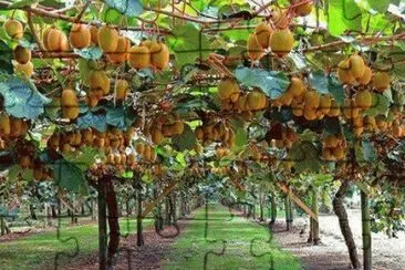 Kiwi jigsaw puzzle