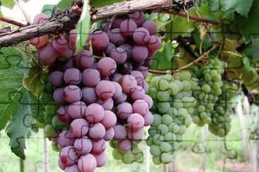Uvas jigsaw puzzle