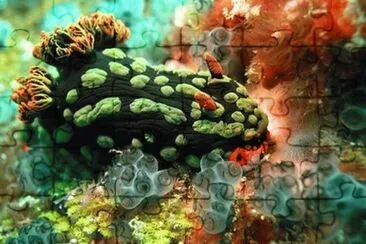 moluscos jigsaw puzzle