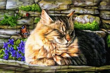 gato