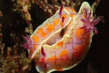 moluscos