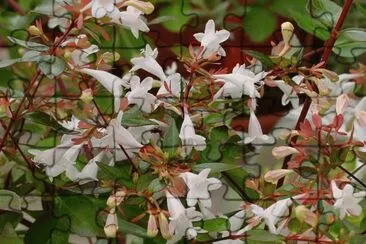 abelia jigsaw puzzle