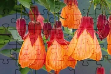 abutilon jigsaw puzzle