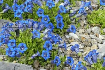 huzgv456tz jigsaw puzzle