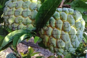 פאזל של imagens
