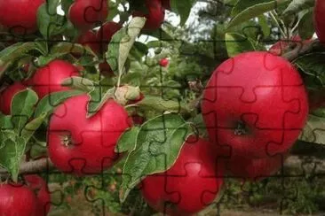 פאזל של MaÃ§as