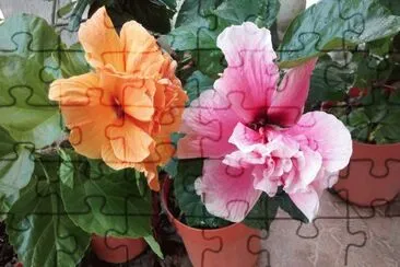 פאזל של tulipanes