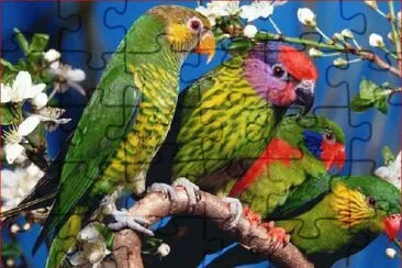 CHULADA DE PERICOS