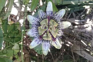flor de mburucuyÃ¡ jigsaw puzzle