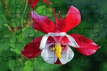 flowers jigsaw puzzle