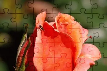 flowers jigsaw puzzle