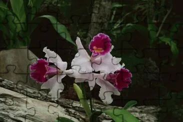 orchideen jigsaw puzzle