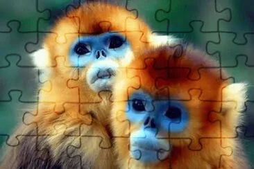 monos de cara azul jigsaw puzzle