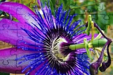 Bunte Blume