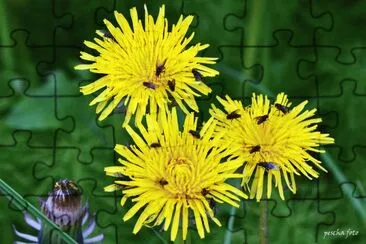 besucher jigsaw puzzle