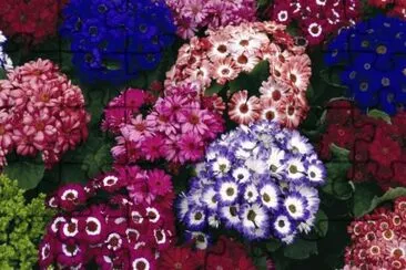 (146) Flores jigsaw puzzle