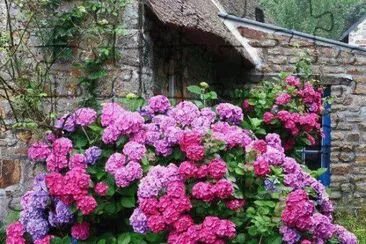 jardim