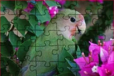 LORITO jigsaw puzzle