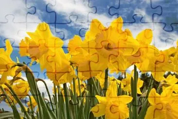narcisos jigsaw puzzle