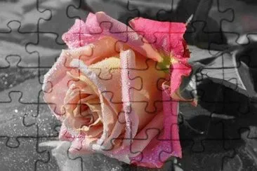 (149) Rosa
