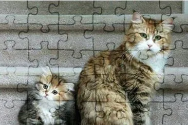 (150) Gatinhos jigsaw puzzle