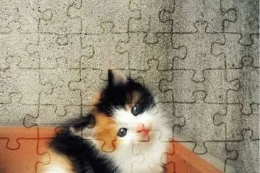 (152) Gato jigsaw puzzle