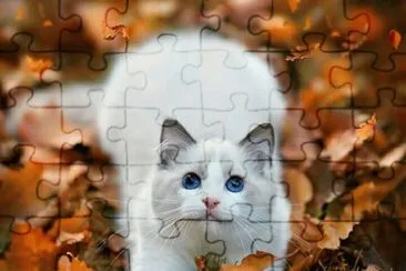 (153) Gato jigsaw puzzle