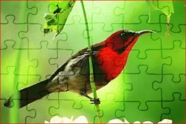 PAJARO COLORADO jigsaw puzzle