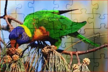 LORO CABEZA AZUL jigsaw puzzle