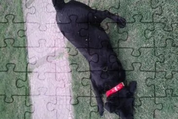 labrador estrenando collar jigsaw puzzle