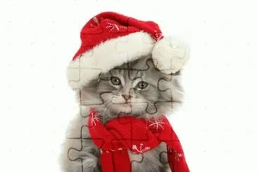 (158) Gatinho jigsaw puzzle