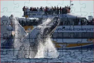 BALLENAS EN SYDNEY