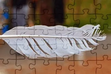 feder jigsaw puzzle