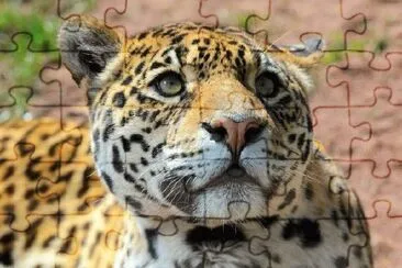 JAGUAR jigsaw puzzle