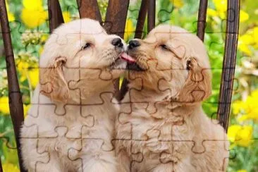 (163) Cachorrinhos