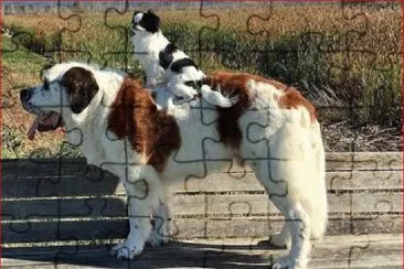 PERRO JINETE