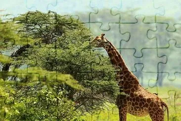 imagens