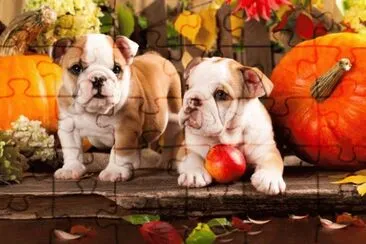 (182) Cachorrinhos jigsaw puzzle