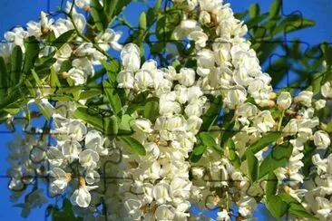 acacia