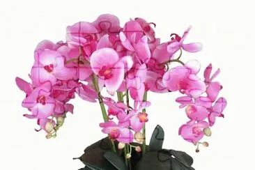 Orquideas6