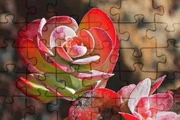 Fuerte Ventura jigsaw puzzle